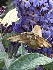 Heliothis