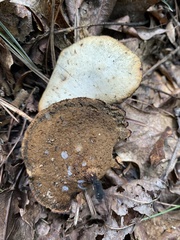 Cerioporus leptocephalus