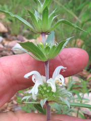 Monarda pectinata