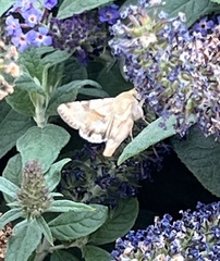 Heliothis