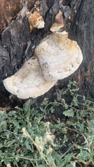 Cerioporus squamosus