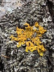 Xanthomendoza fallax