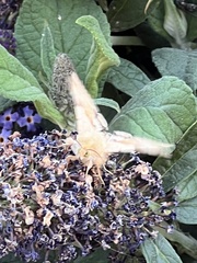 Heliothis