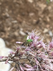 Agapostemon sericeus