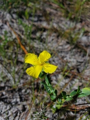 Hypericum tetrapetalum
