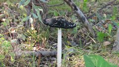 Coprinus comatus