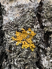 Xanthomendoza fallax