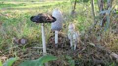 Coprinus comatus