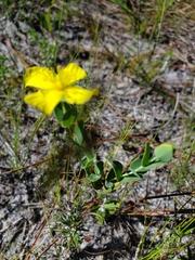 Hypericum tetrapetalum
