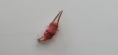 Hemerobiidae