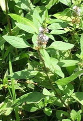 Mentha canadensis