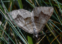 Scotopteryx