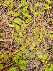 Stylisma humistrata