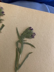 Epilobium densiflorum