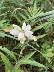 Chelone glabra