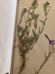 Epilobium densiflorum