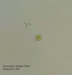 Lemmermannia tetrapedia