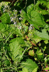 Symphyotrichum cordifolium