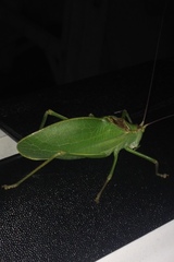 Pterophylla camellifolia