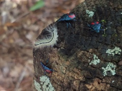 Euthyrhynchus floridanus