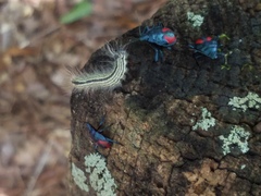 Euthyrhynchus floridanus