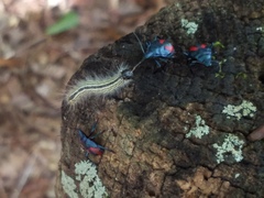 Euthyrhynchus floridanus