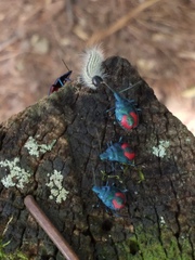 Euthyrhynchus floridanus