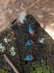 Euthyrhynchus floridanus