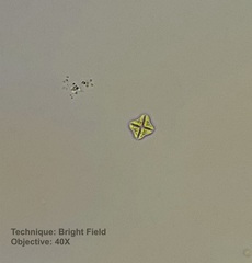 Lemmermannia tetrapedia