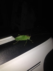 Pterophylla camellifolia