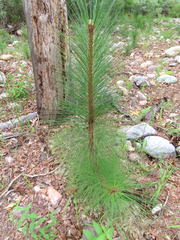 Pinus engelmannii