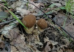 Boletus reticulatus