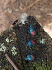 Euthyrhynchus floridanus