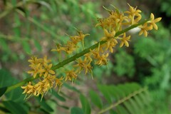 Adenanthera pavonina