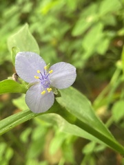 Tradescantia subaspera