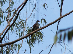 Patagioenas speciosa