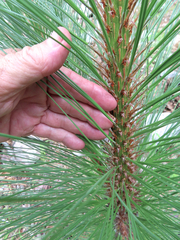 Pinus engelmannii
