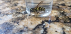 Vespula pensylvanica