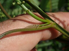 Adenanthera pavonina