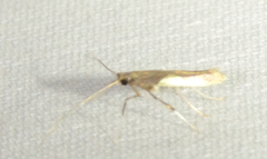Caloptilia