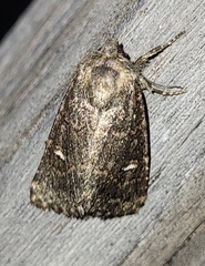 Noctuinae