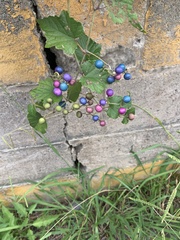 Ampelopsis