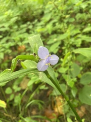 Tradescantia subaspera