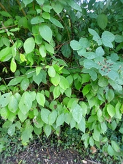 Cornus alba