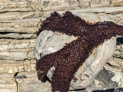 Chondracanthus