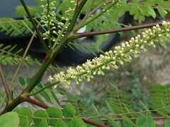 Adenanthera pavonina