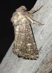 Noctuinae