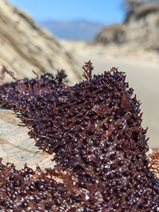 Chondracanthus