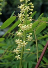 Adenanthera pavonina