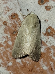 Bagisara buxea